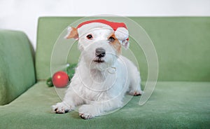 Jack Russell Terrier in santa hat on green sofa christmas with bouble direct look