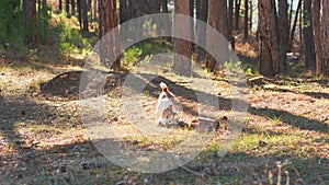 A Jack Russell Terrier scampers along a dappled forest trail