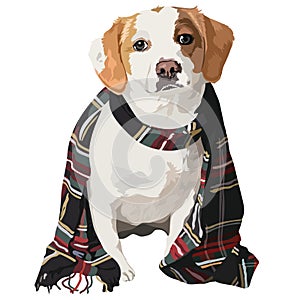 Jack Russell terrier in scarf, vector illustration
