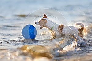 Jack russell terrier in sea