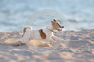 Jack russell terrier in sea