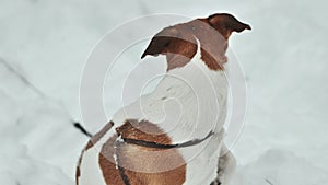 A Jack Russell Terrier shivers in the winter snow.