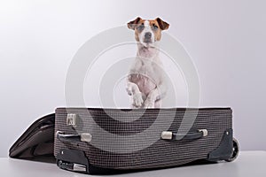 Jack Russell Terrier sits in a suitcase on a white background in anticipation of a vacation. The dog is going on a