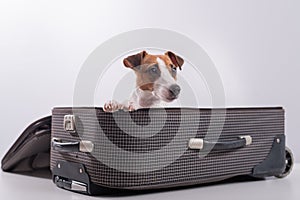 Jack Russell Terrier sits in a suitcase on a white background in anticipation of a vacation. The dog is going on a