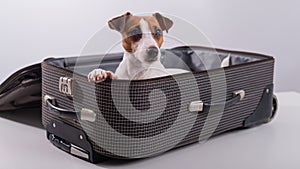 Jack Russell Terrier sits in a suitcase on a white background in anticipation of a vacation. The dog is going on a