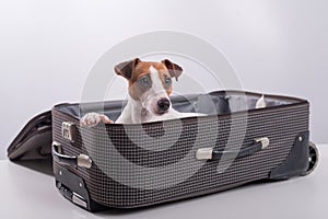 Jack Russell Terrier sits in a suitcase on a white background in anticipation of a vacation. The dog is going on a