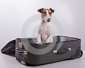 Jack Russell Terrier sits in a suitcase on a white background in anticipation of a vacation. The dog is going on a