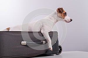 Jack Russell Terrier sits in a suitcase on a white background in anticipation of a vacation. The dog is going on a