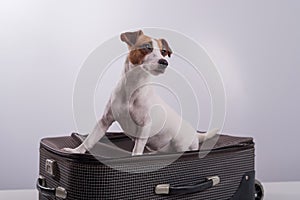 Jack Russell Terrier sits on a suitcase on a white background. The dog is going on a journey with the owners