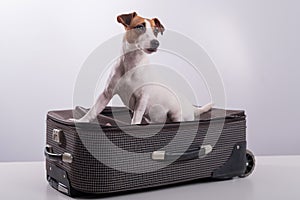 Jack Russell Terrier sits on a suitcase on a white background. The dog is going on a journey with the owners
