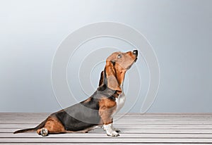 Jack Russell terrier sitting on floor photo