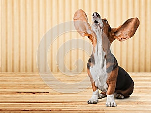 Jack Russell terrier sitting on the floor photo