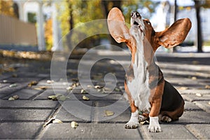 Jack Russell terrier sitting on the street photo