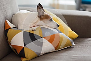 Jack Russell Terrier small dog resting on a pillow with graphic pattern