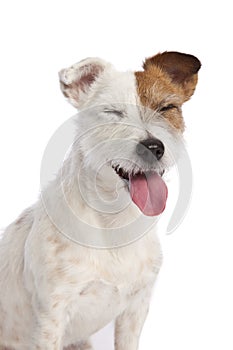 Jack russell terrier smiling