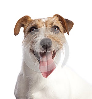 Jack russell terrier smiling