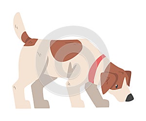 Jack Russell Terrier Sniffing the Ground, Cute Pet Animal with Brown and White Coat Cartoon Vector Illustration