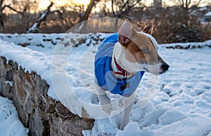 Jack Russell Terrier in the snow