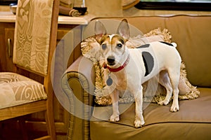 Jack Russell terrier on sofa