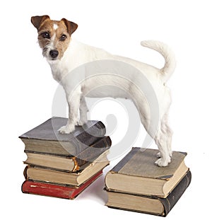 Jack russell terrier standing