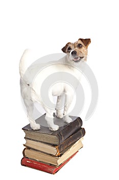 Jack russell terrier standing