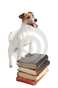 Jack russell terrier standing