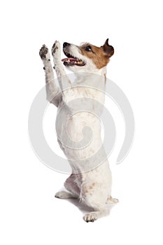 Jack russell terrier standing