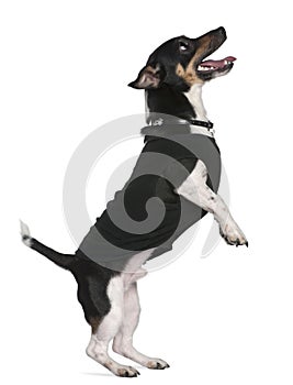 Jack Russell terrier standing on hind legs