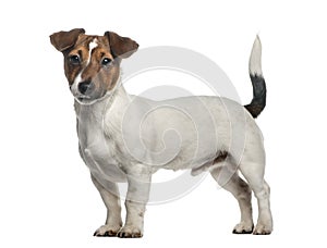 Jack Russell Terrier standing, isolated