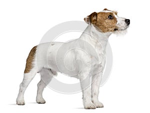 Jack Russell Terrier, standing and looking up