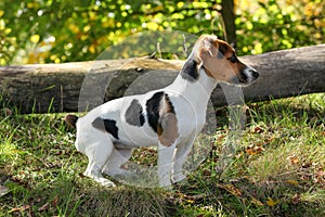 Jack Russell terrier standing in low forest grass, sun shining on her, small fallen tree background