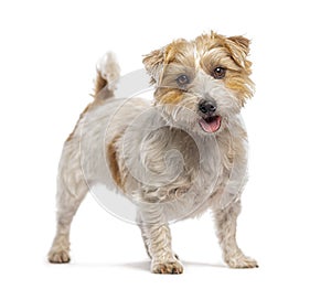 Jack russell terrier standing and panting on white background