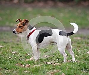 Jack Russell Terrier standing in a park