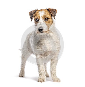 Jack russell terrier standing on white background