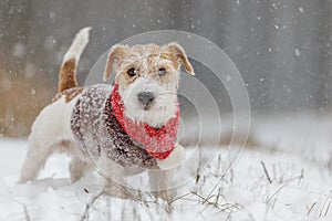 Jack Russell Terrier stands in the forest in the snowfall