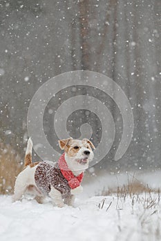 Jack Russell Terrier stands in the forest in the snowfall