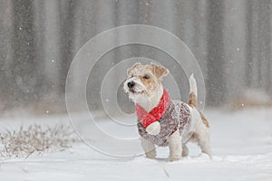 Jack Russell Terrier stands in the forest in the snowfall