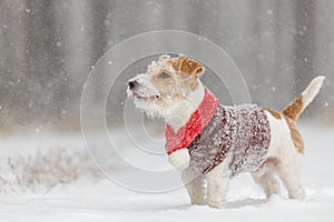 Jack Russell Terrier stands in the forest in the snowfall