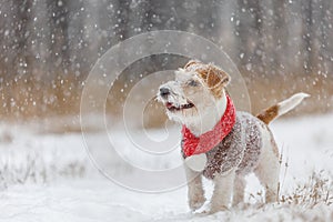 Jack Russell Terrier stands in the forest in the snowfall
