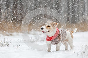 Jack Russell Terrier stands in the forest in the snowfall