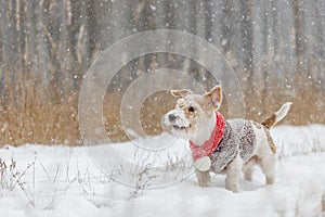 Jack Russell Terrier stands in the forest in the snowfall