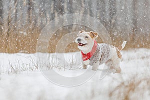 Jack Russell Terrier stands in the forest in the snowfall