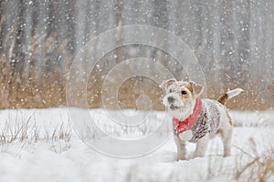 Jack Russell Terrier stands in the forest in the snowfall