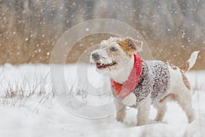 Jack Russell Terrier stands in the forest in the snowfall