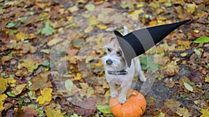 Jack Russell Terrier stands next to a pumpkin in a gloomy autumn forest. Dog on yellow leaves. Pet in a black witch