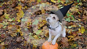 Jack Russell Terrier stands next to a pumpkin in a gloomy autumn forest. Dog on yellow leaves. Pet in a black witch