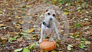 Jack Russell Terrier stands on a pumpkin in a gloomy autumn forest. Dog on yellow leaves. Halloween holiday concept