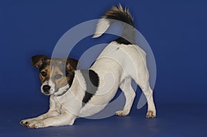 Jack Russell Terrier Stretching
