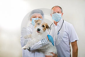 Jack Russell Terrier after surgery. Veterinarians saved the dog`s life. Doctors gladly return the animal to its owners