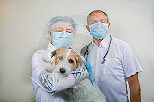 Jack Russell Terrier after surgery. Veterinarians saved the dog`s life. Doctors gladly return the animal to its owners